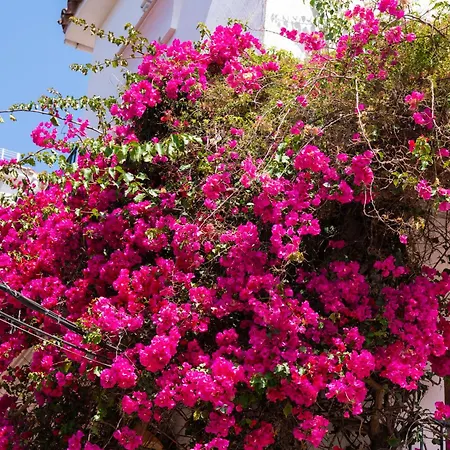 Beachside Oasis 951 *